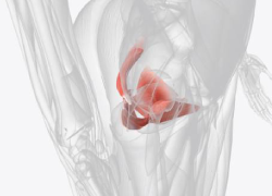 ¿Quién necesita fisioterapia de suelo pélvico?